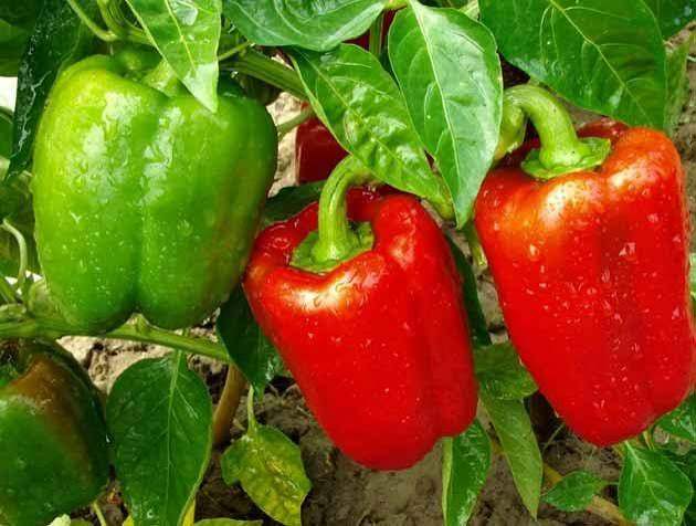 تصویر 1 از فلفل دلمه قرمز خوش طعم مناسب انواع غذا و سالاد